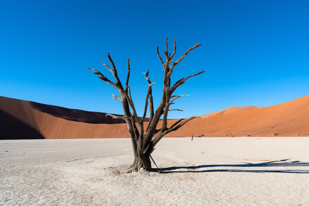 foto de un desierto con un árbol con ramas y sin hojas en medio de la nada. De fondo un cielo azul