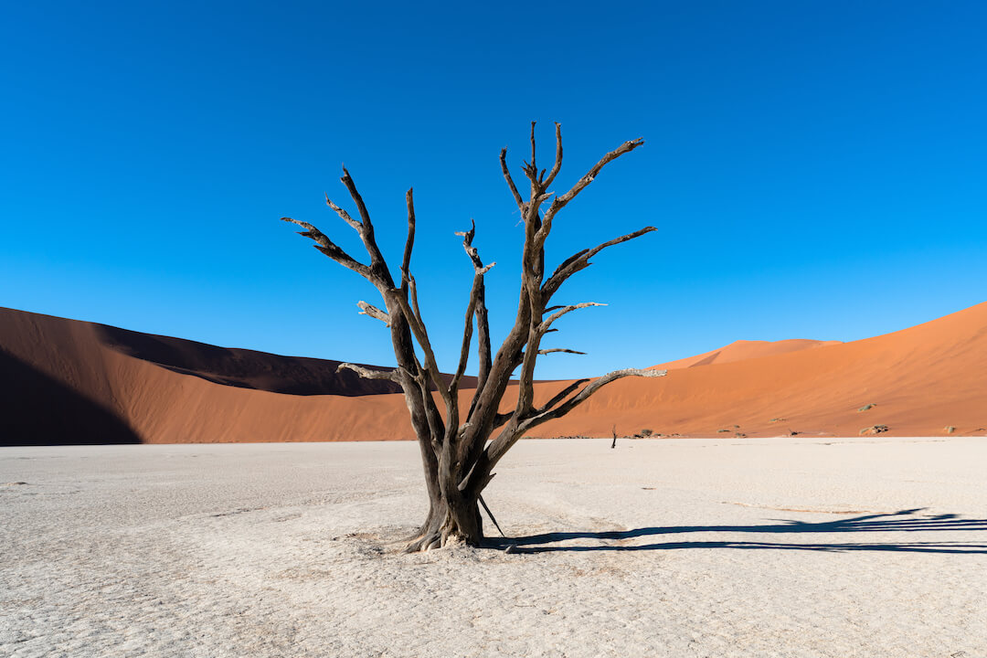 foto de un desierto con un árbol con ramas y sin hojas en medio de la nada. De fondo un cielo azul