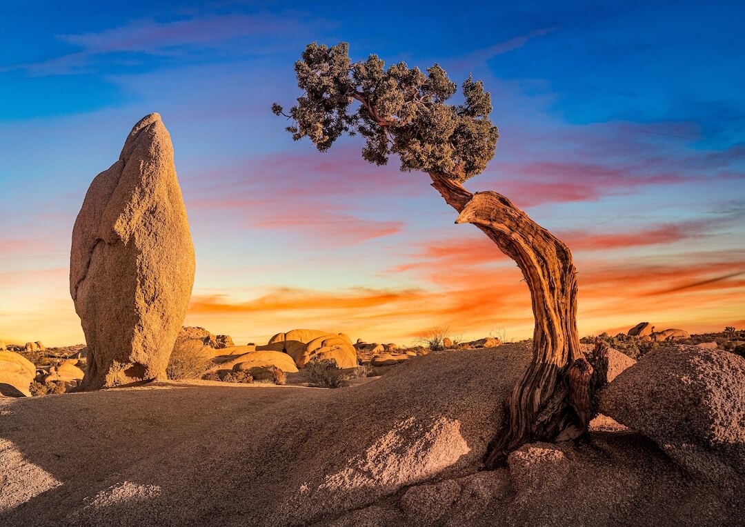foto de un desierto donde se ve un arbol torcido hacia una roca