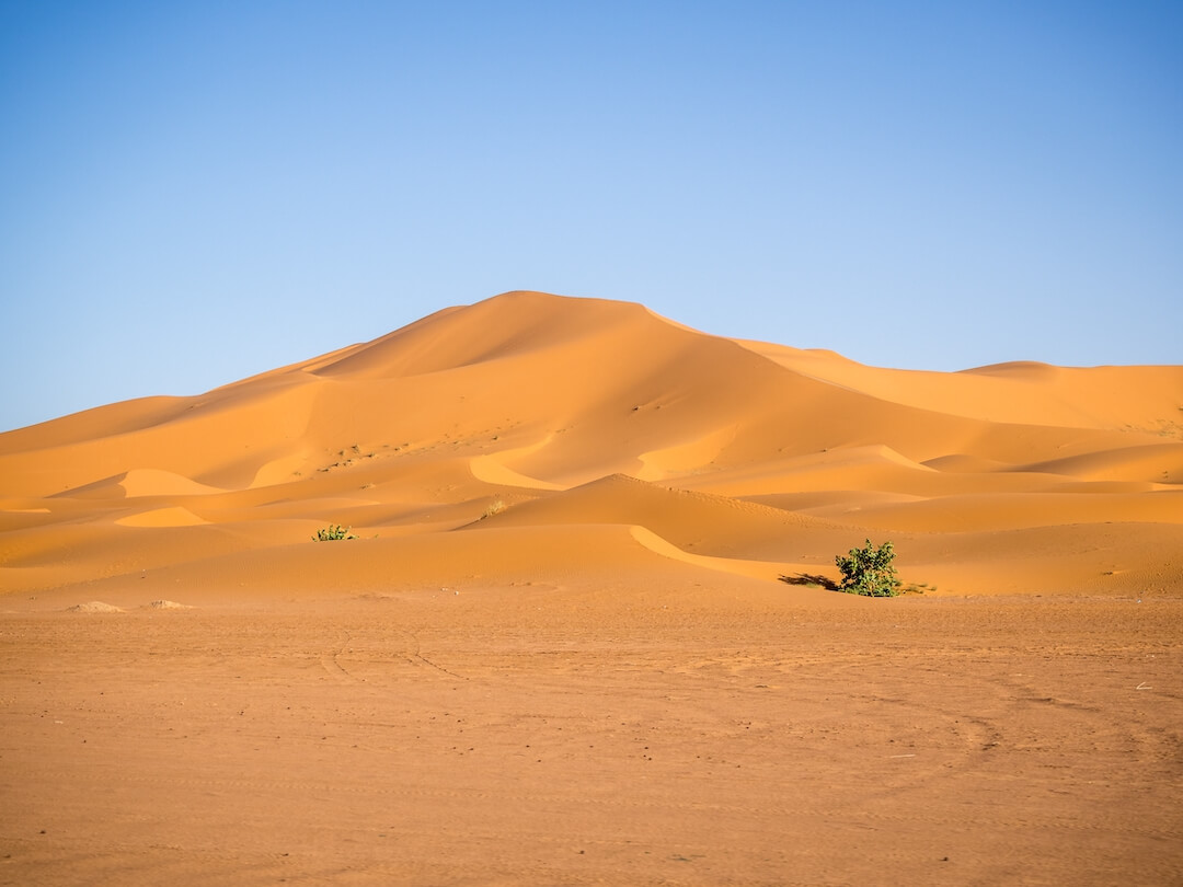 foto de una duna de un desierto, donde brotan dos pequeños arbustos verdes. de fondo el cielo azul sin nubes