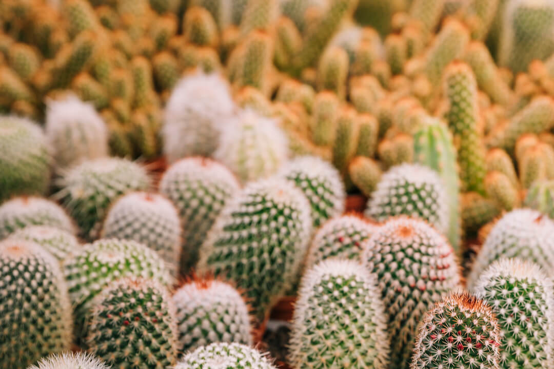 foto de muchos cactus juntos