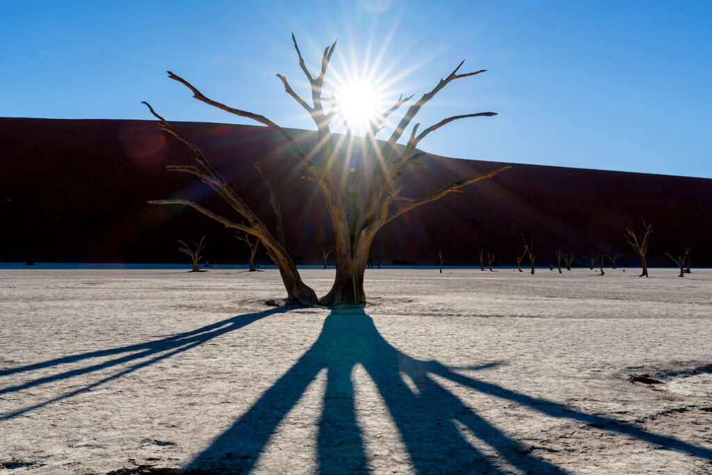 foto de un desierto con dos árboles secos, haciendo sombra con el sol que ilumina por detrás