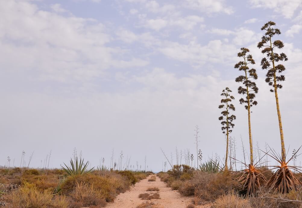 foto de tres arboles finos en linea en el desierto