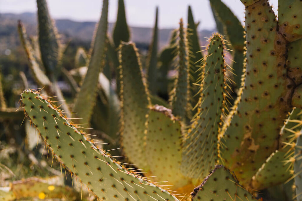 foto de varios cactus en un desierto con el sol del amanecer