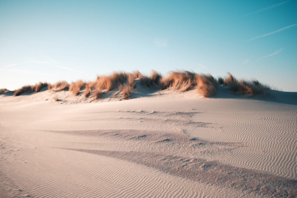 foto de un desierto, con dunas de arena y unos arbustos de juncos, bajo un cielo azul celeste