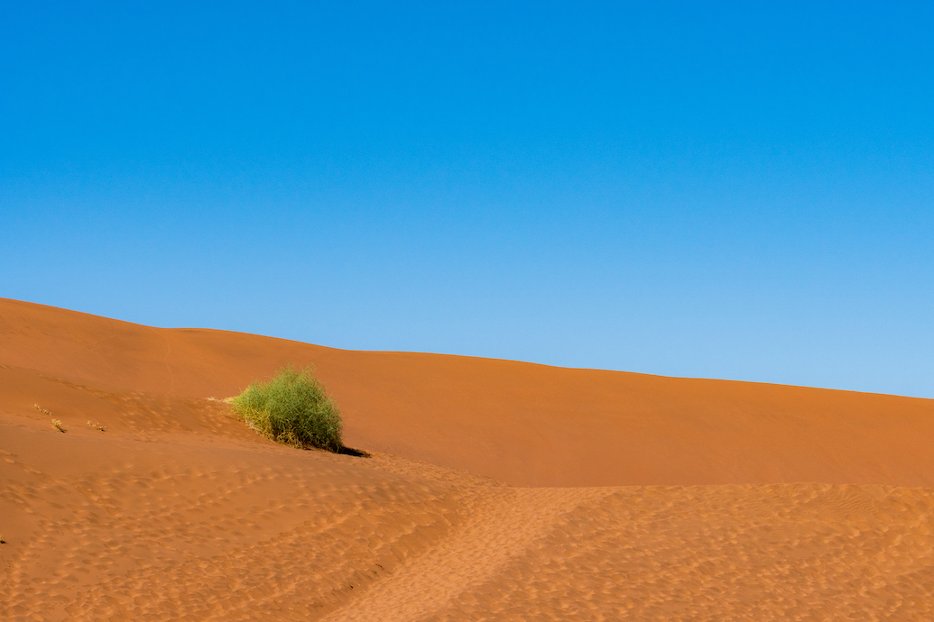 desierto con un arbusto aislado en medio de la duna