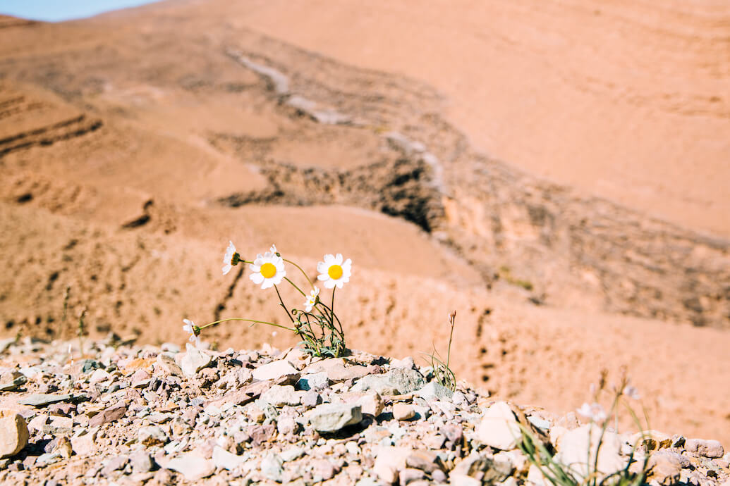 foto de unas margaritas en medio de un terreno desértico y rocoso